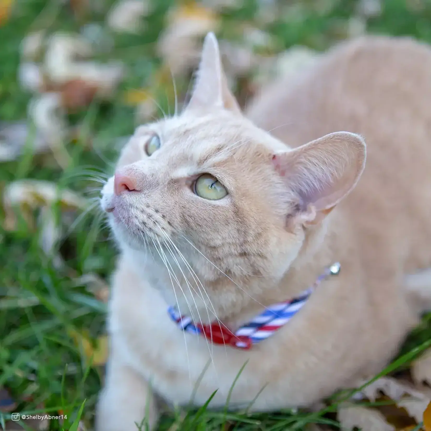 Coastal Safe Cat Round Patterned Breakaway Collar