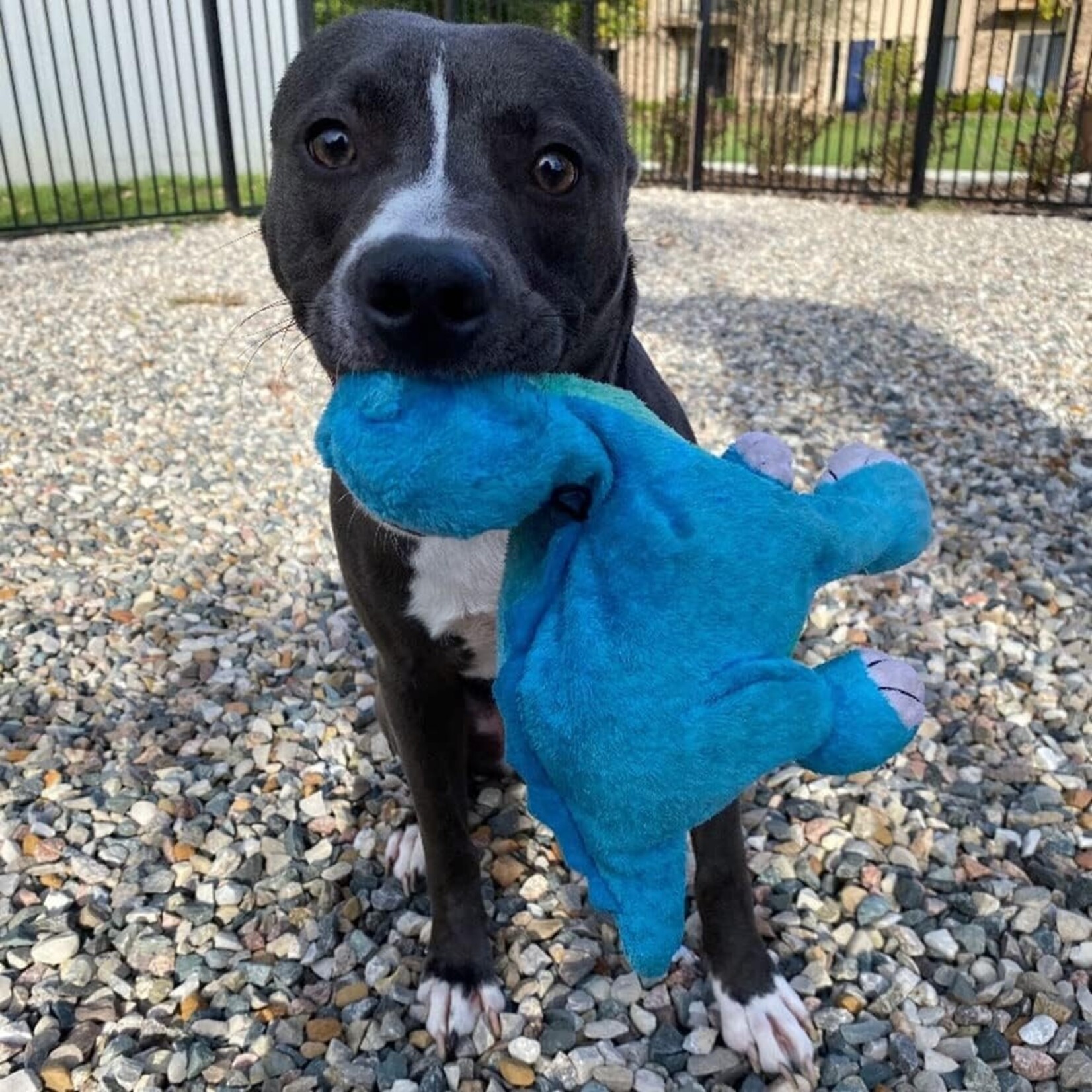 Tender tuffs  Dino Blue