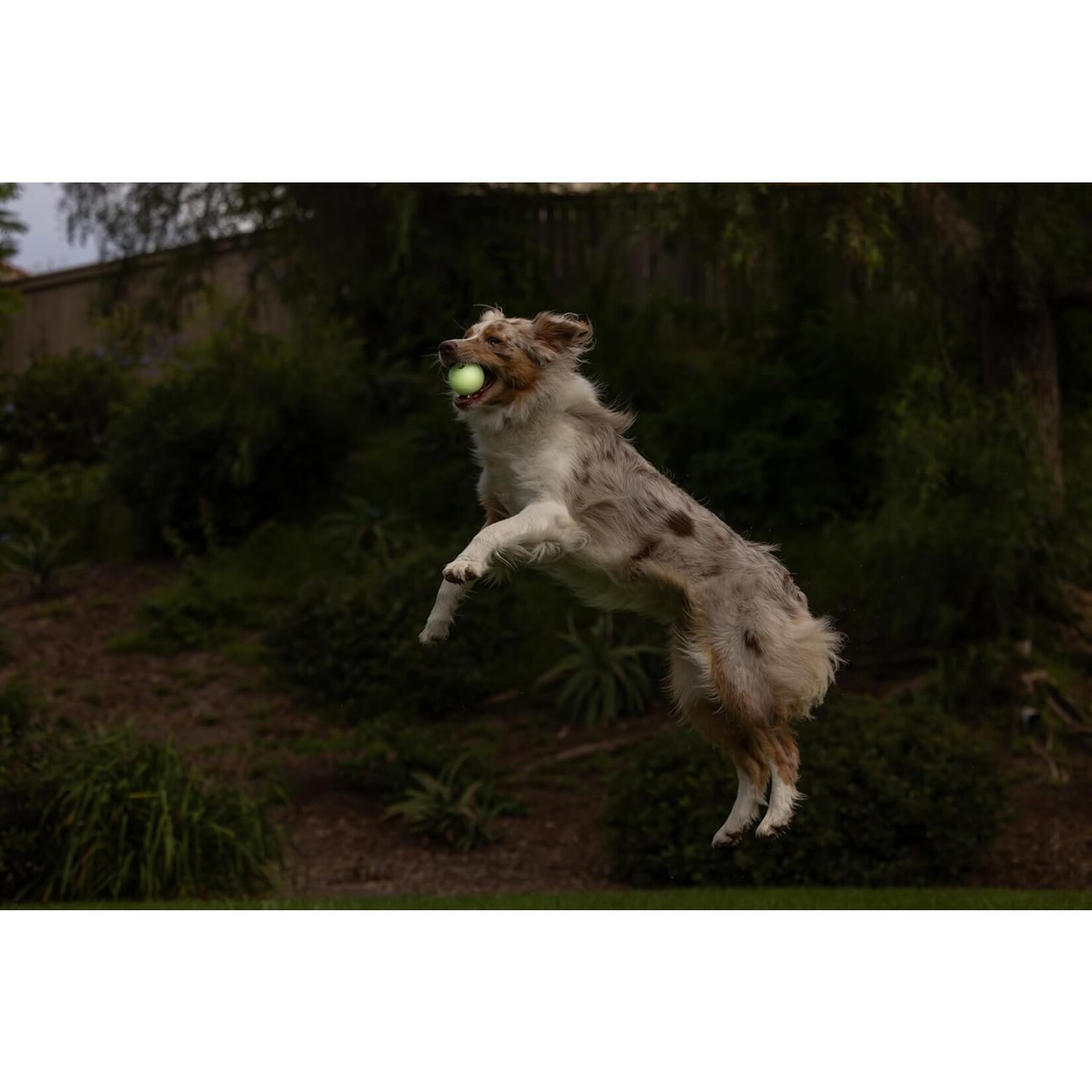 Chuckit Chuckit! Max Glow Ball Dog Toy