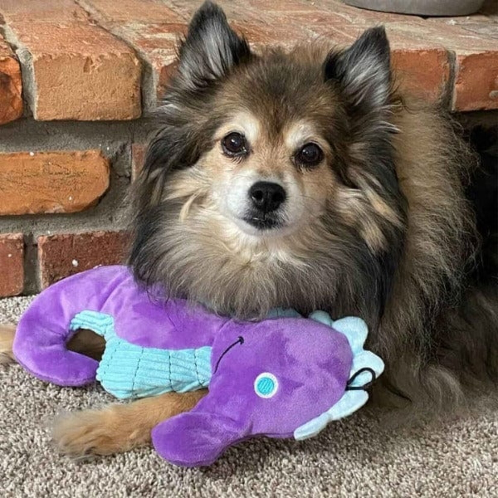 Tender tuffs Seahorse