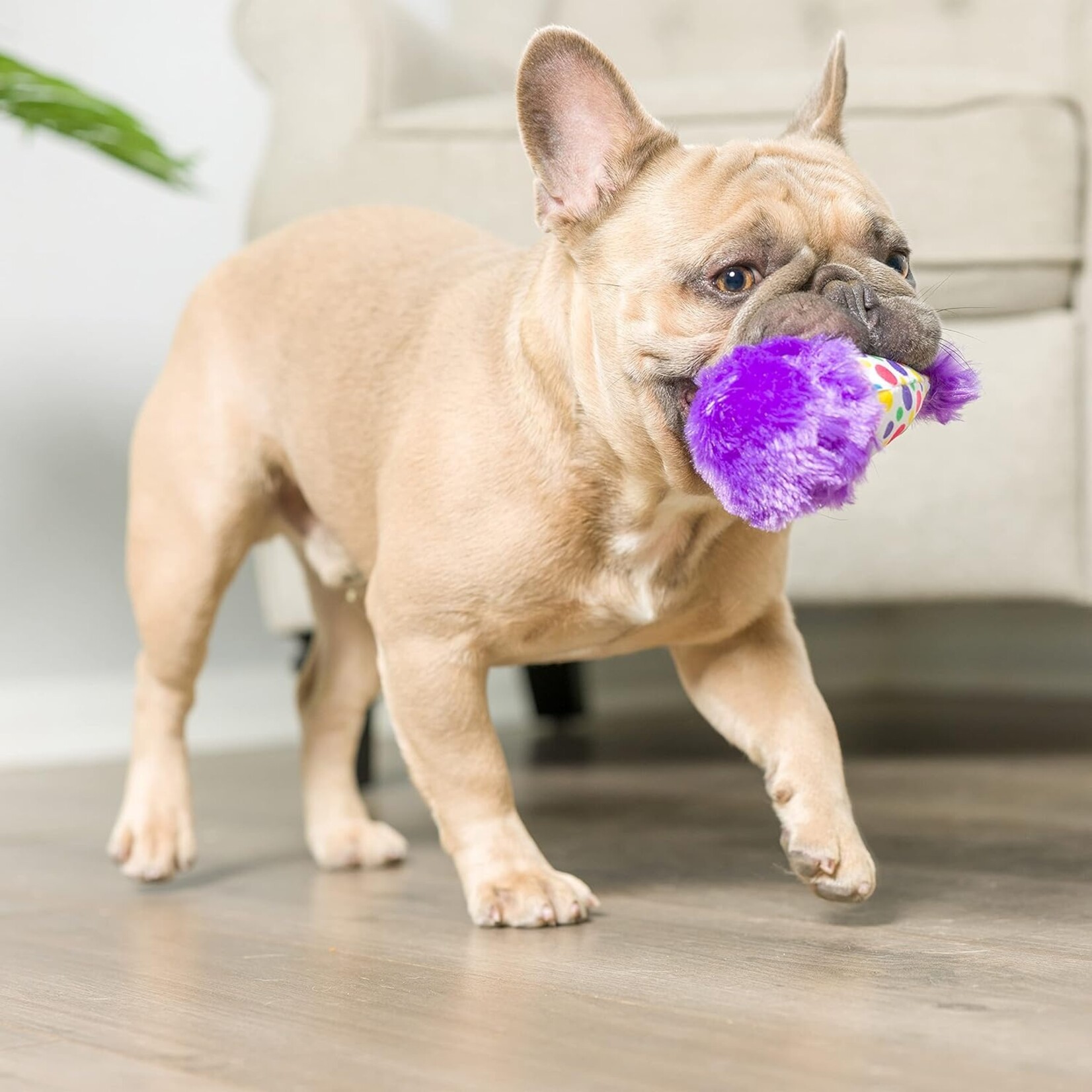 Tiny Tuff  Its My Barkday  2pk