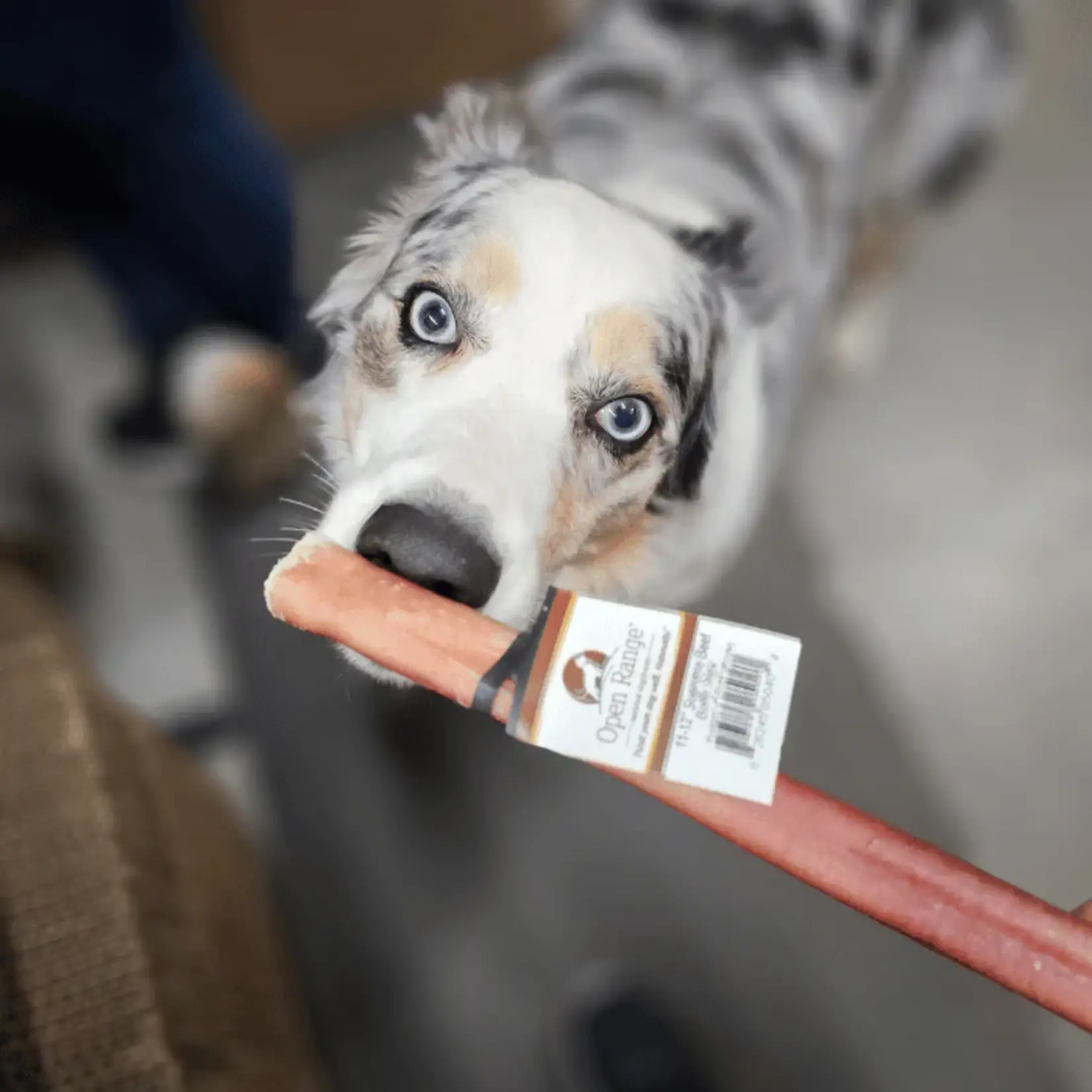 Open Range Open Range Supreme Bully 12 in