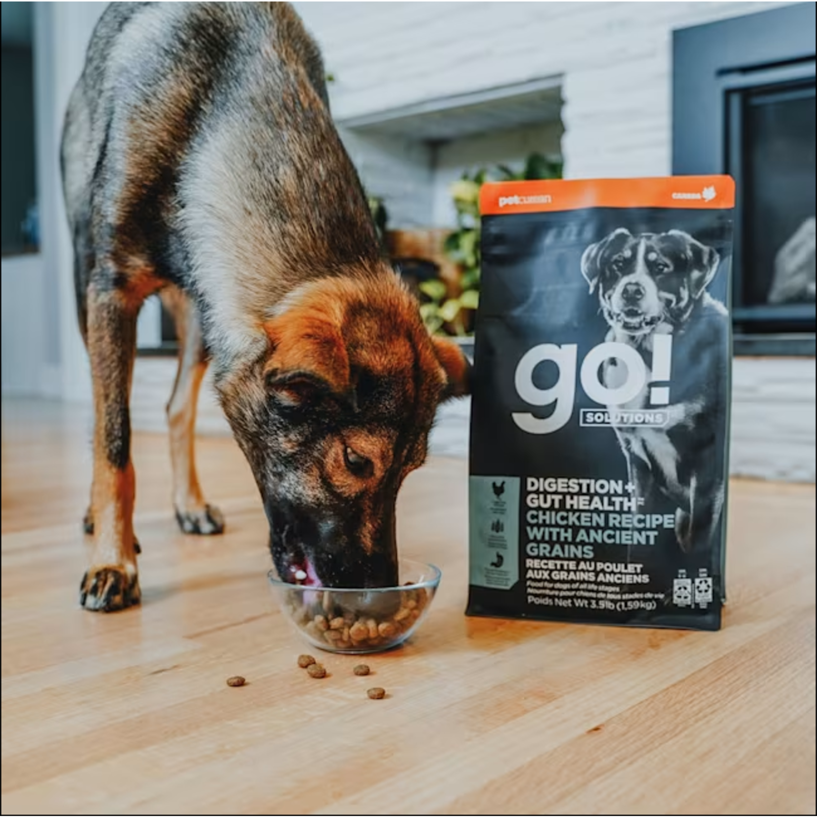 go! solutions Go! Dog Digestion & Gut Health Chicken & Ancient Grains Recipe