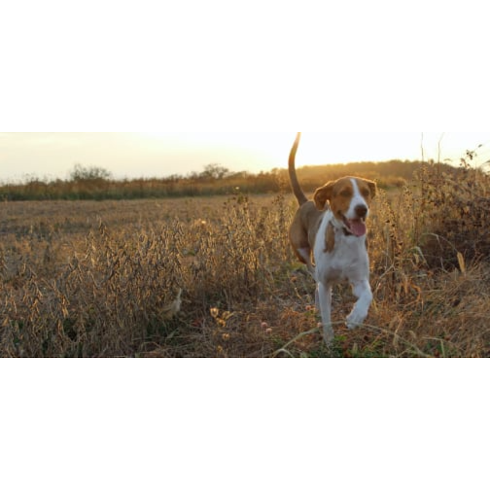 ACANA Acana Dog Ranch Raised Beef+Pork Recipe