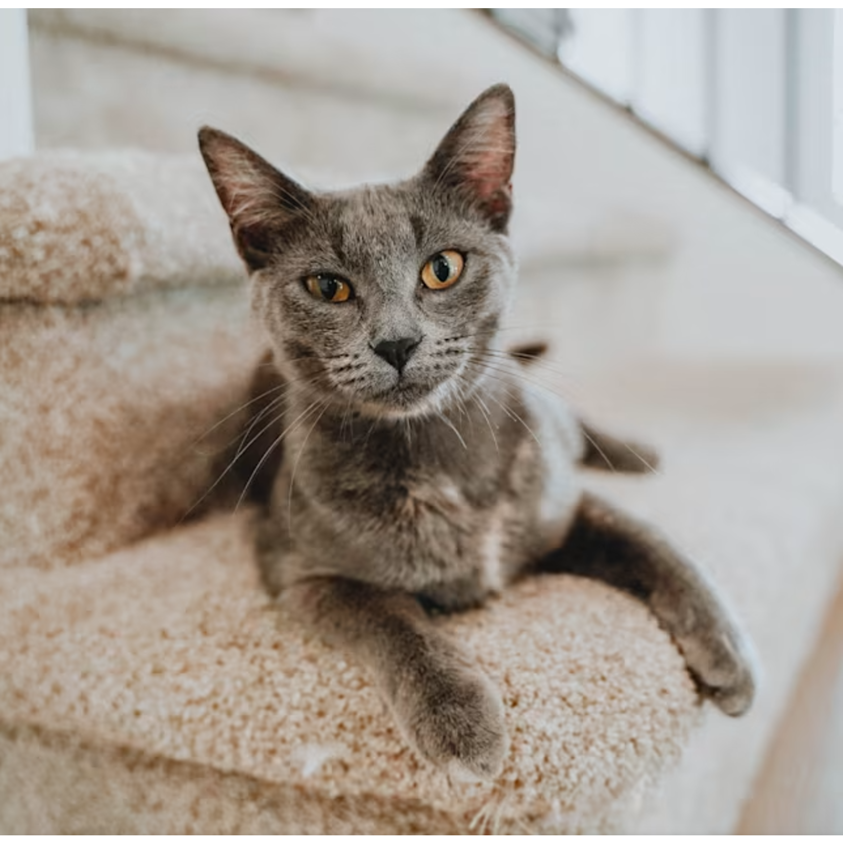 go! solutions Go! Cat Sensitivities LID GF Salmon