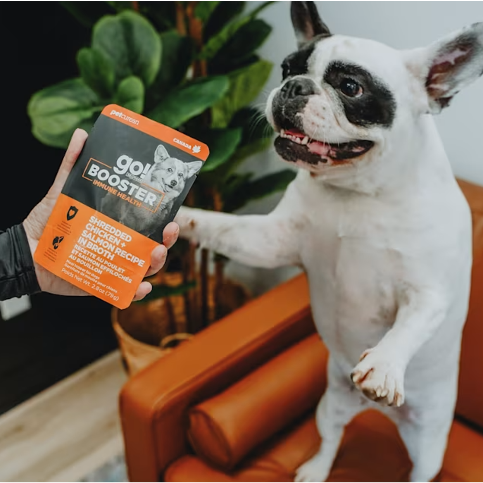 go! solutions Go! Booster Immune Shredded Chicken + Salmon in Broth 2.8oz