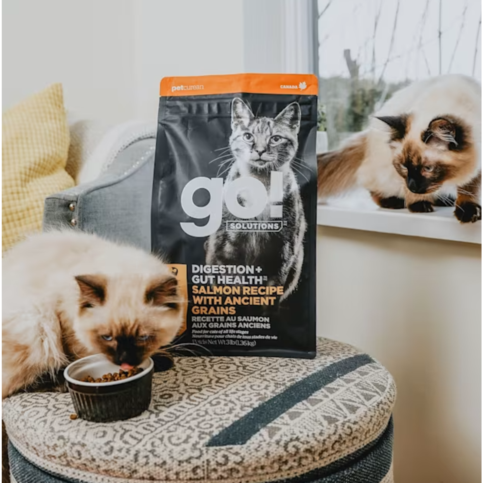 go! solutions Go! Cat digestion and gut health Salmon & Ancient grains recipe