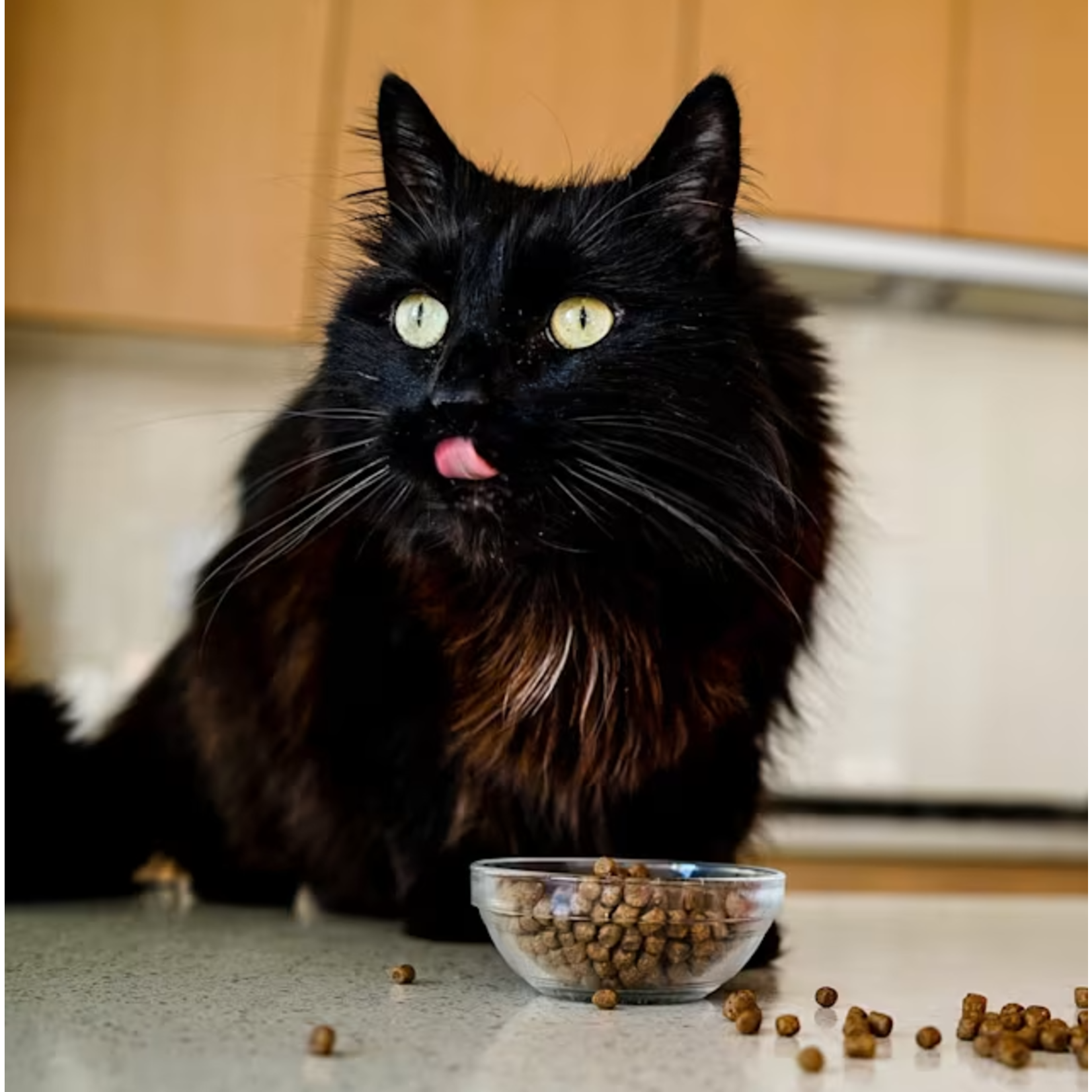 go! solutions Go! Cat Skin + Coat Care GF Salmon