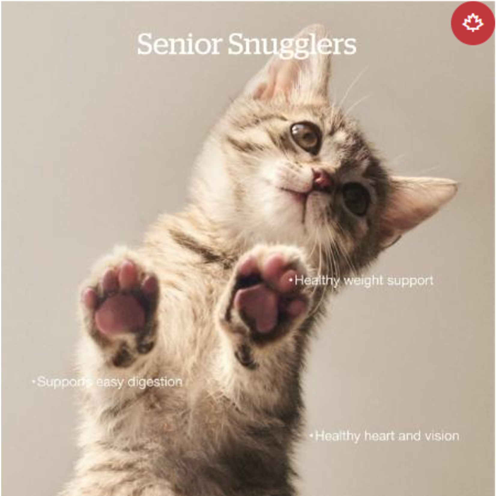 NOW Fresh Now Fresh Cat Turkey & Salmon & Duck Senior