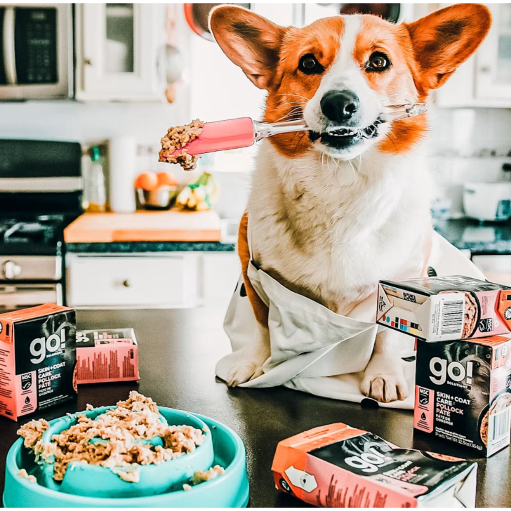 go! solutions Go! Dog Can Skin +coat care pollock pate 354g