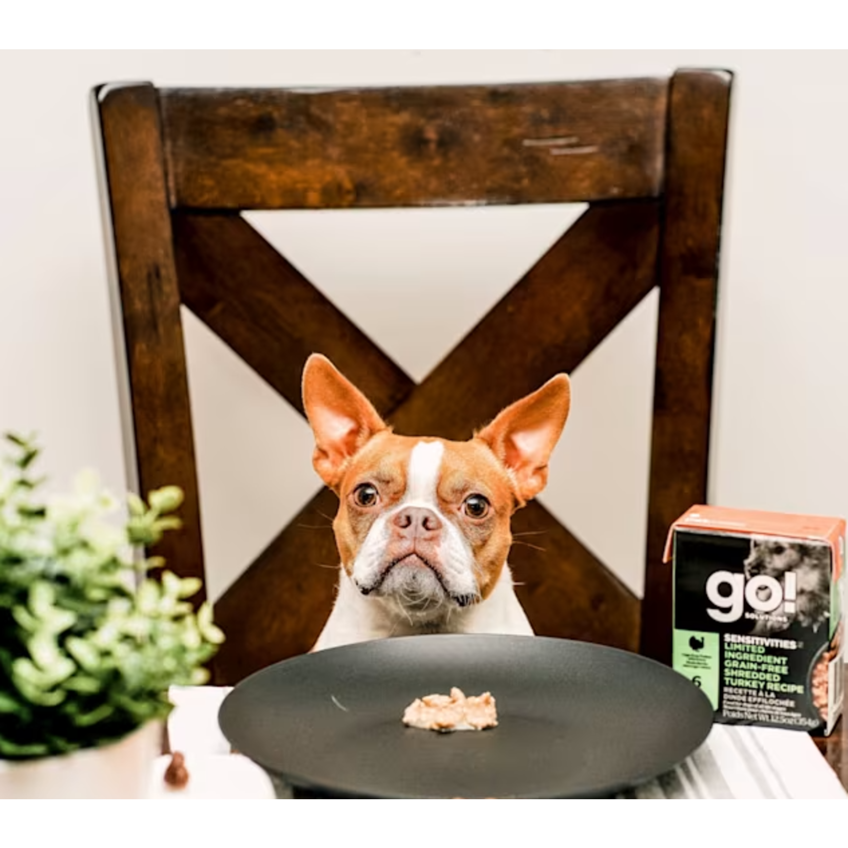 go! solutions Go! Dog Can sensitivities limited Ingredients GF shredded turkey recipe 354g