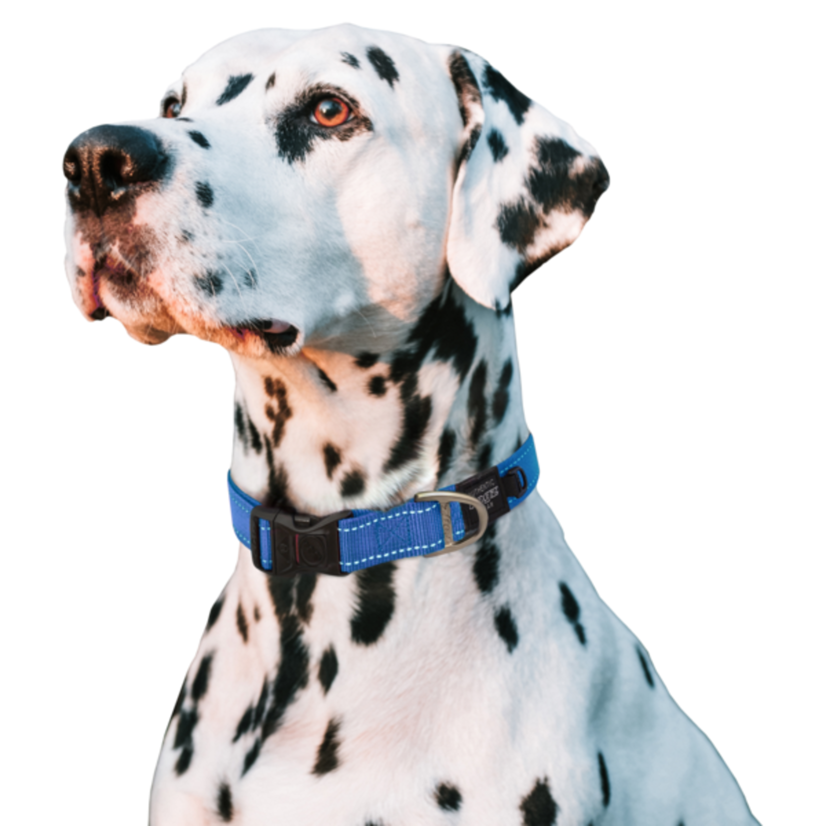 Rogz Rogz Classic  Collar XXL