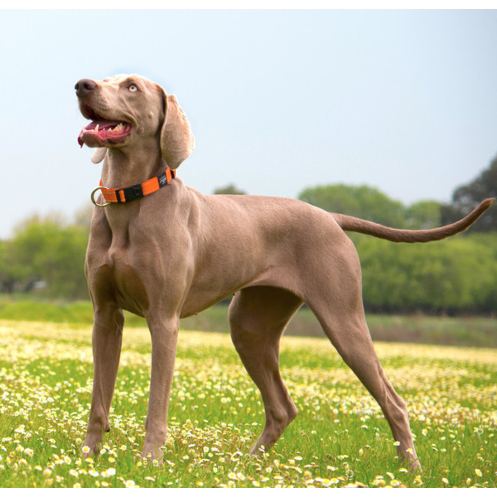 Rogz Rogz Classic  Collar XXL