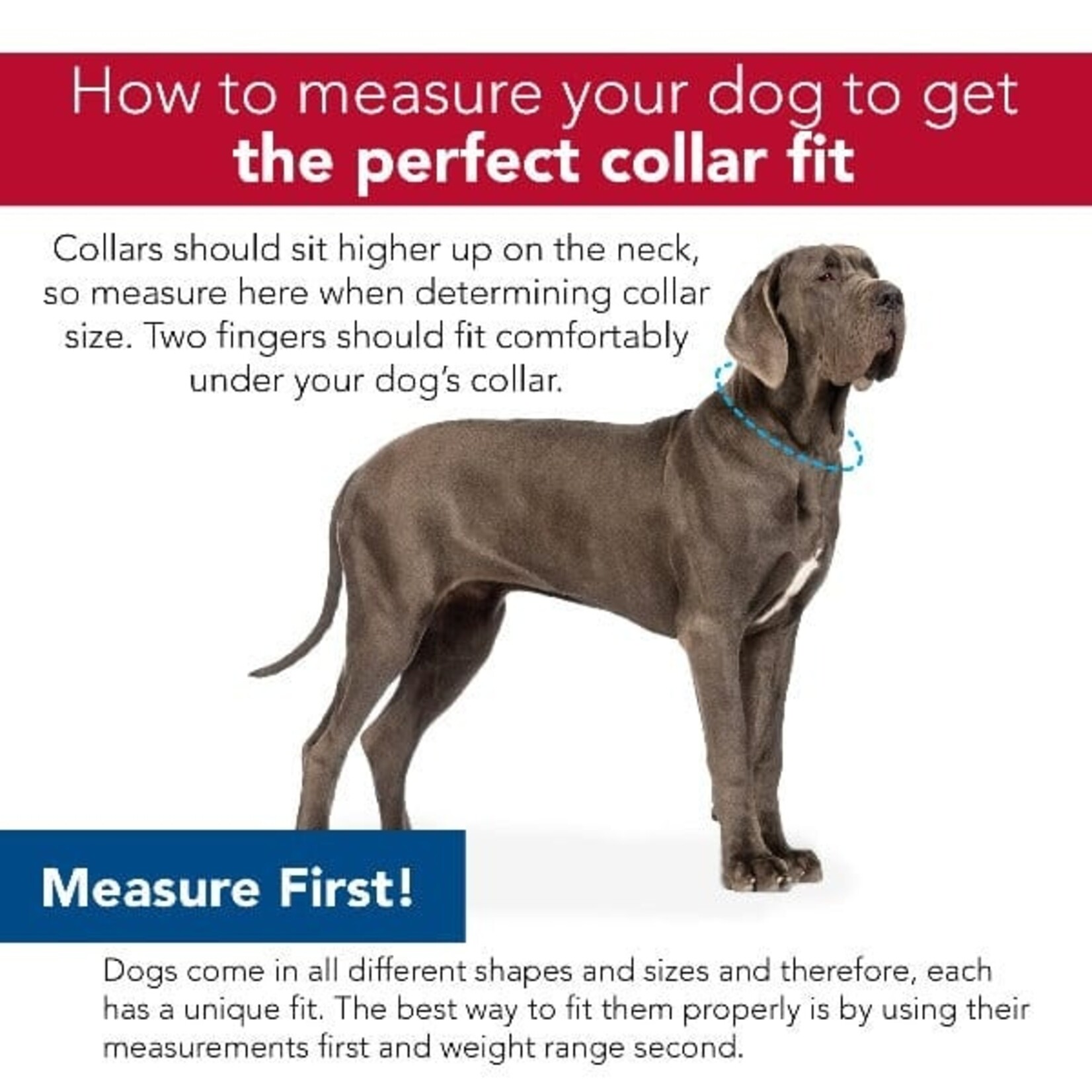 Martingale Collar