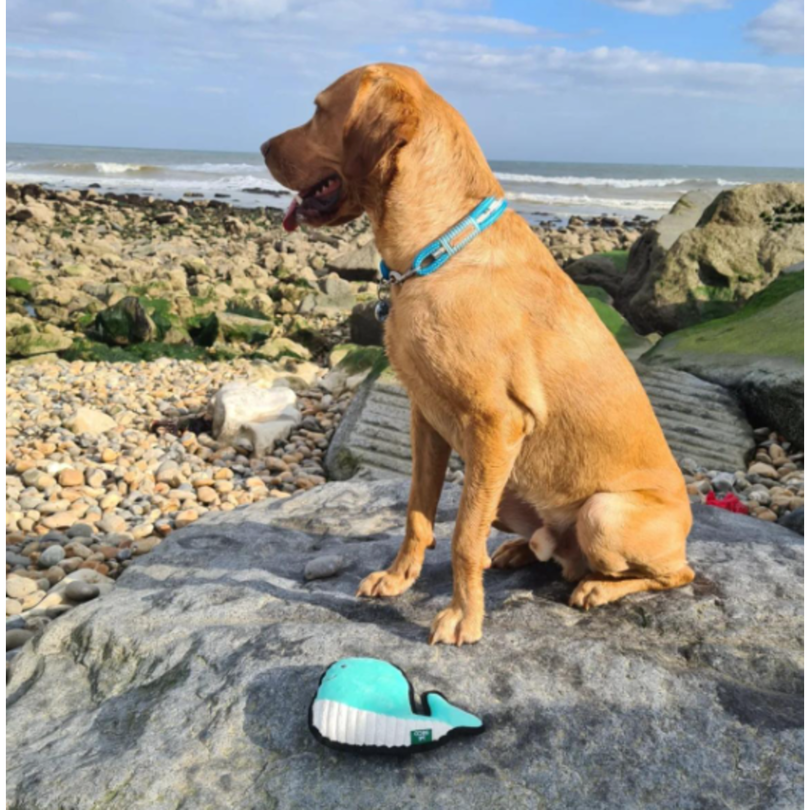 Beco Pets Beco Rough + Tough Wesley Whale Dog Toy