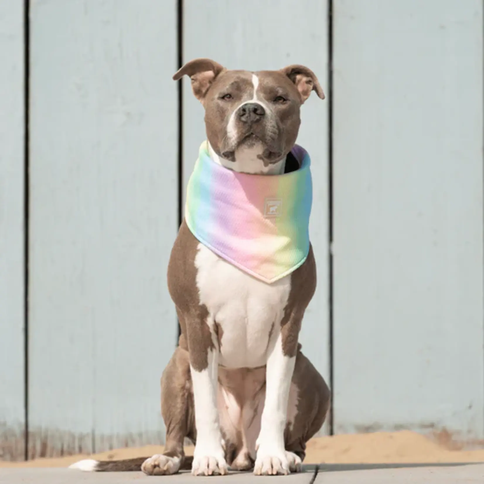 Canada Pooch Canada Pooch Cooling Bandana Rainbow