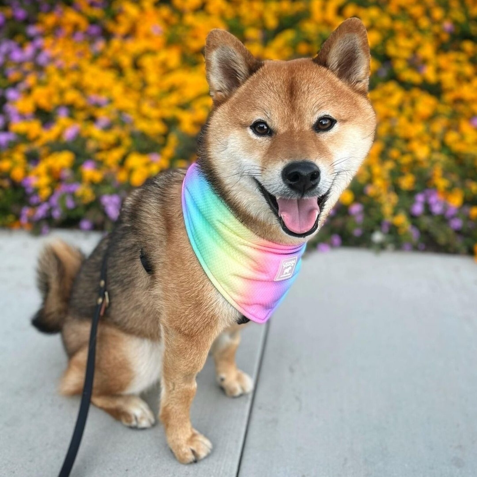 Canada Pooch Canada Pooch Cooling Bandana Rainbow