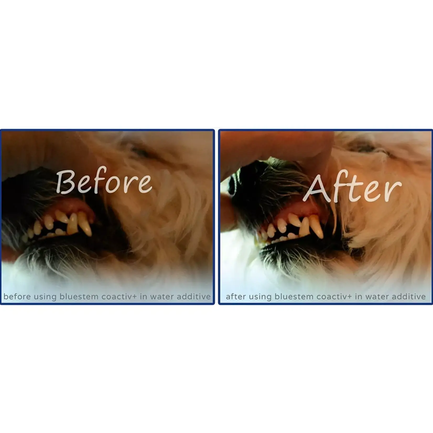 Bluestem Oral care Water Additive