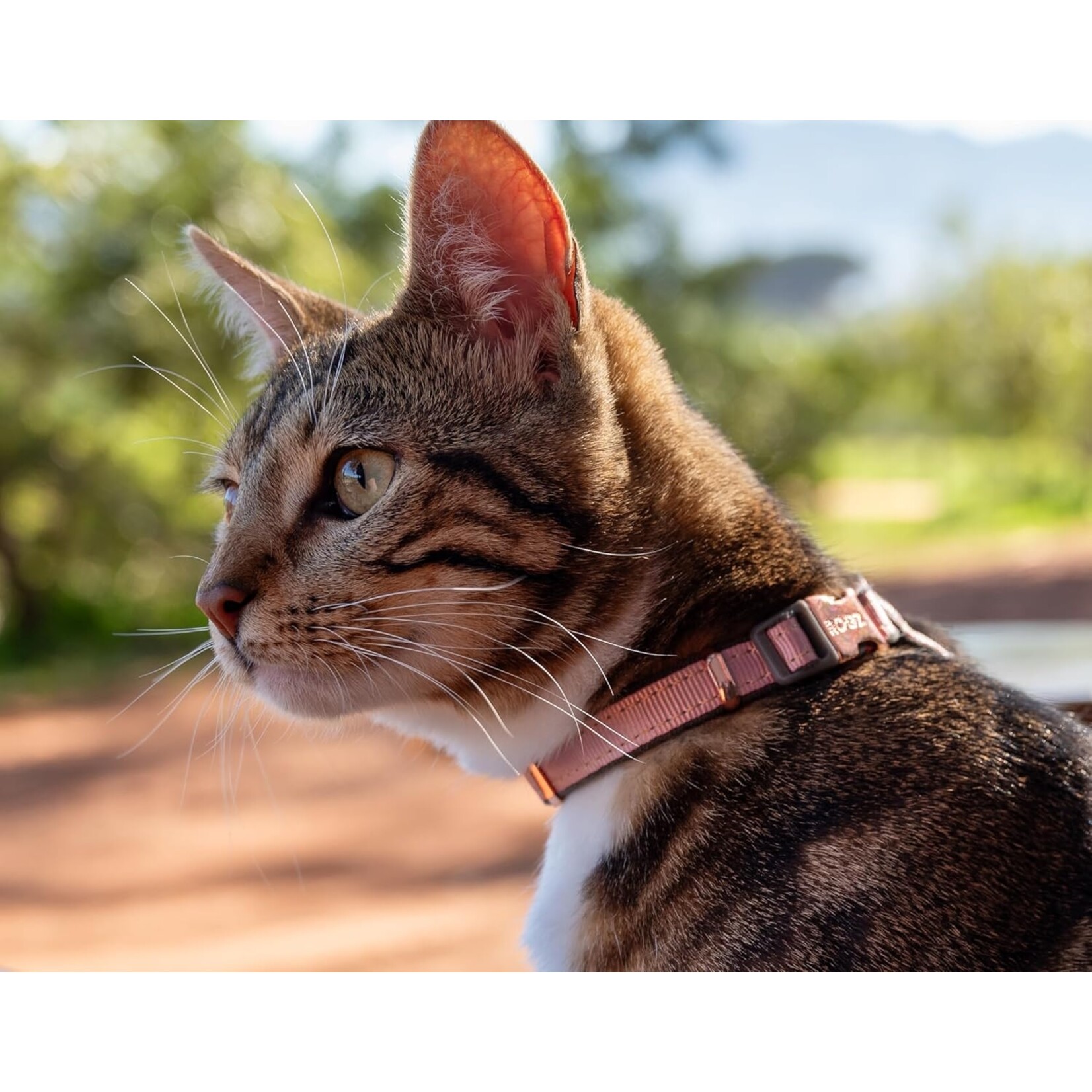Rogz Rogz Urban Cat Safety Collar 8 - 12in