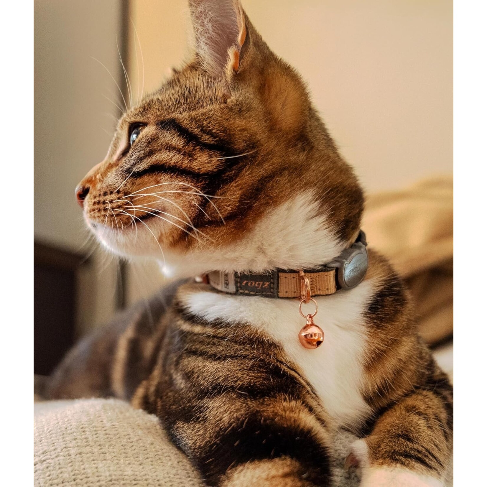 Rogz Rogz Urban Cat Safety Collar 8 - 12in