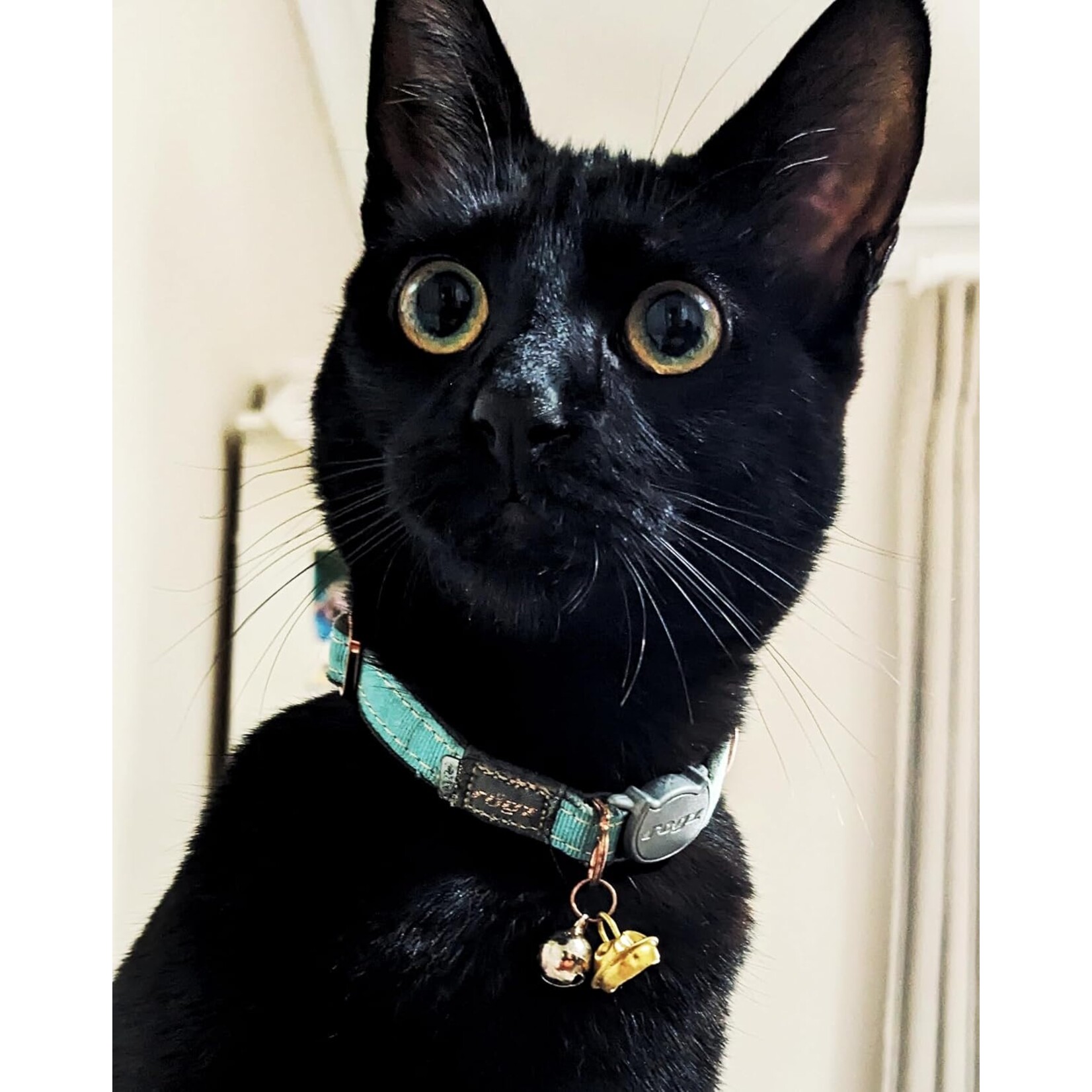 Rogz Rogz Urban Cat Safety Collar 8 - 12in