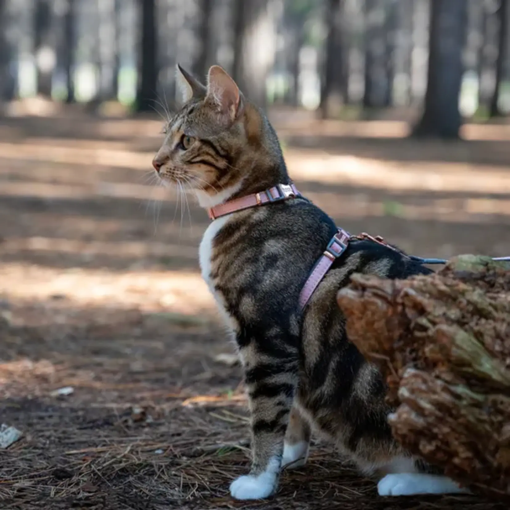 Rogz Rogz - Adjustable Cat Harness & Leash 9 - 15in