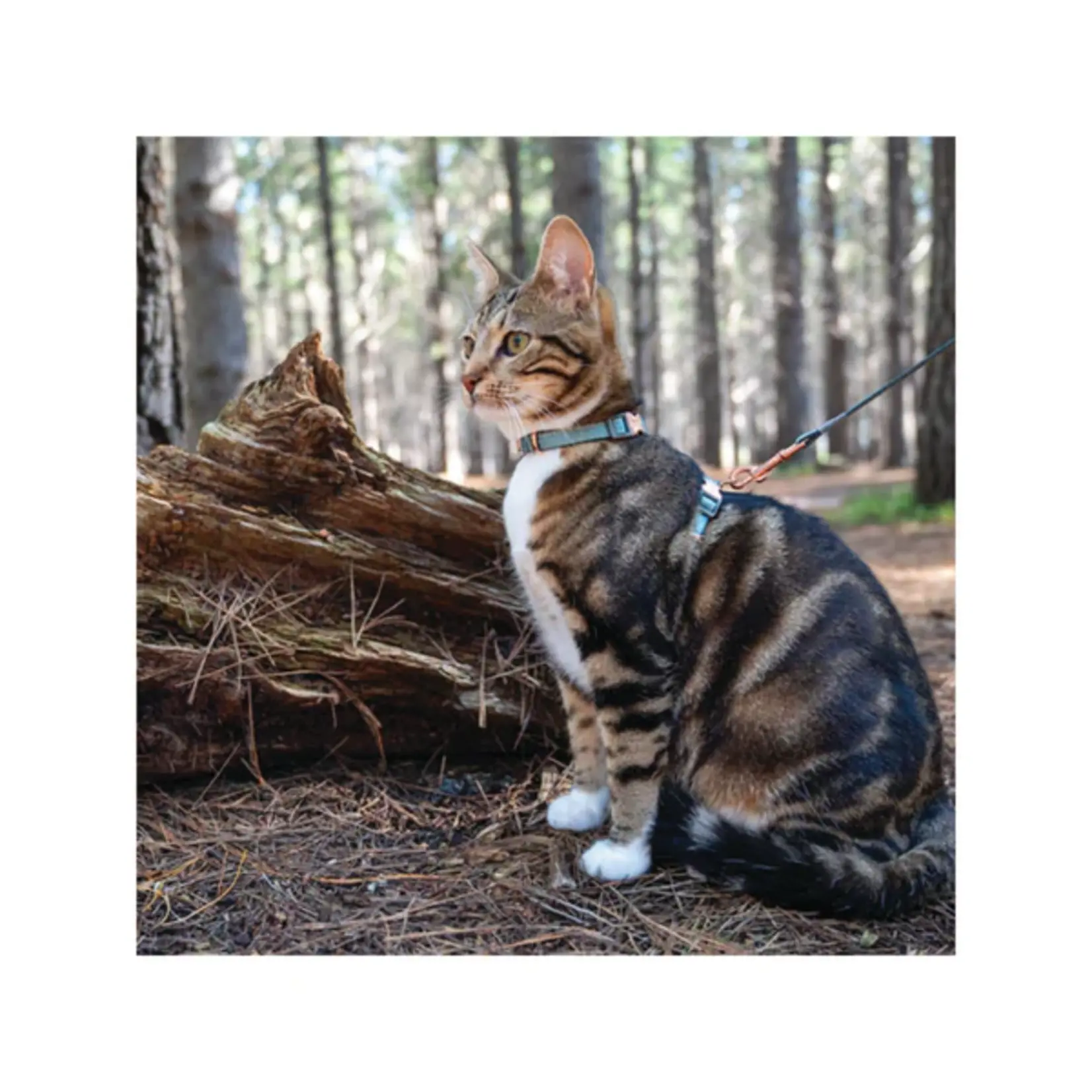 Rogz Rogz - Adjustable Cat Harness & Leash 9 - 15in