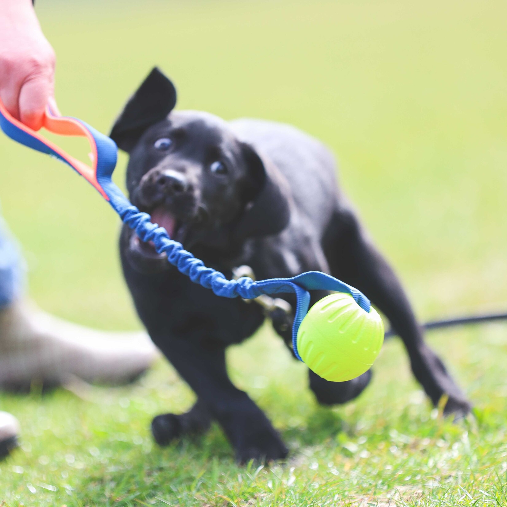 Coachi Play Tuggi Ball