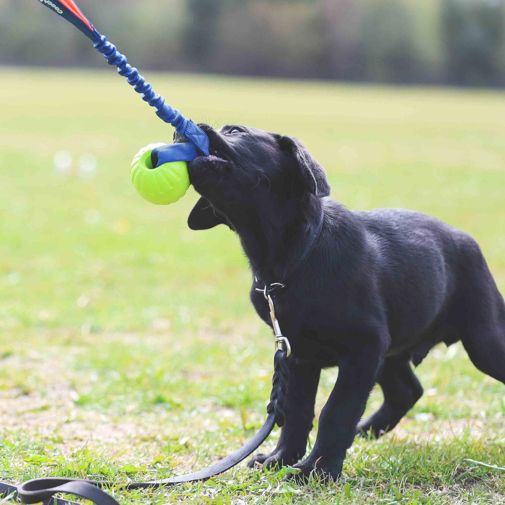 Coachi Play Tuggi Ball