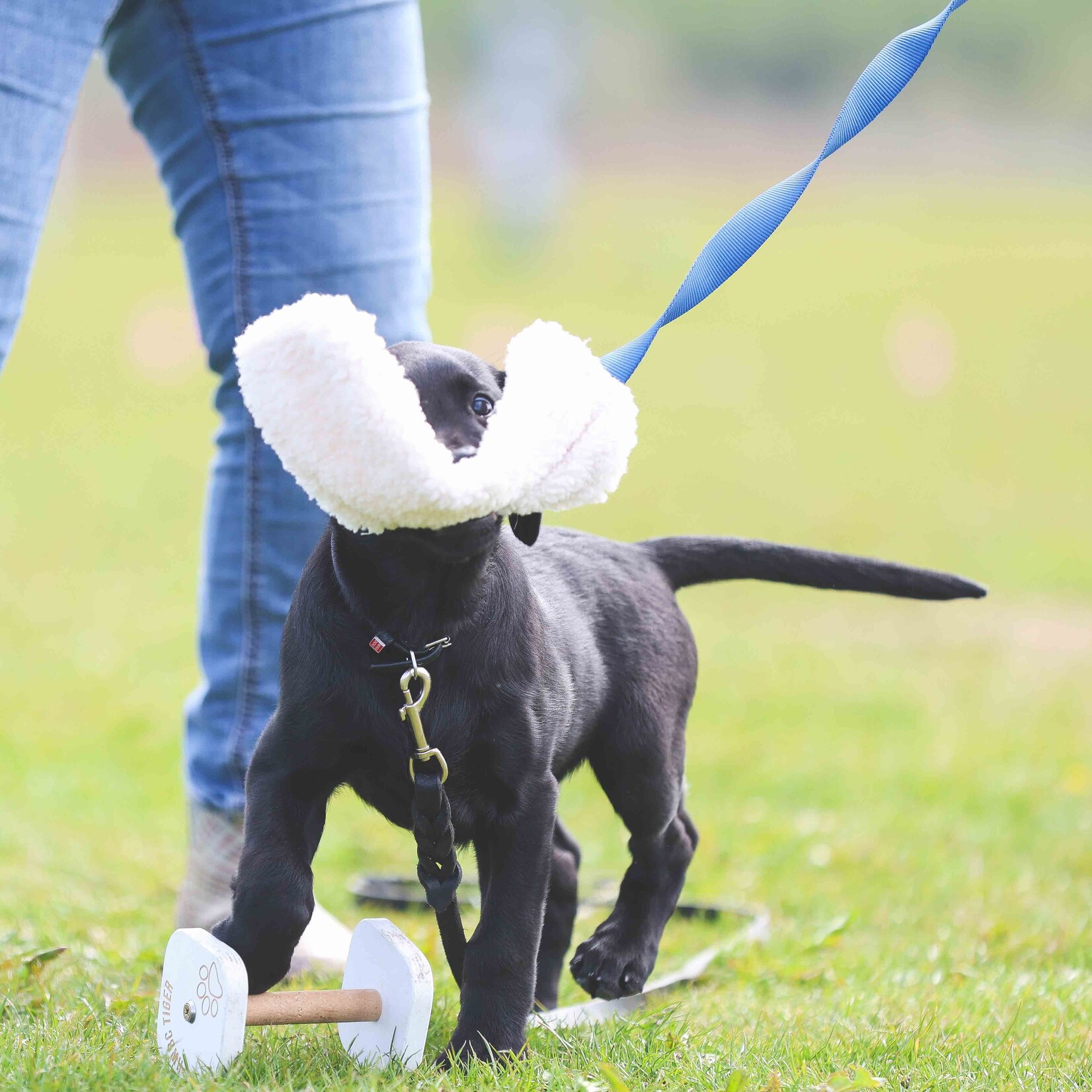 Coachi Play Chase & Crinkle with faux lambswool