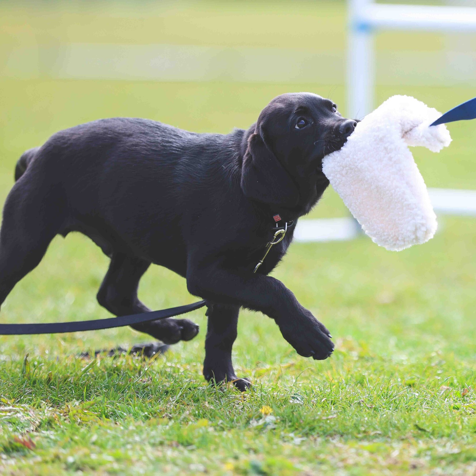 Coachi Play Chase & Crinkle with faux lambswool