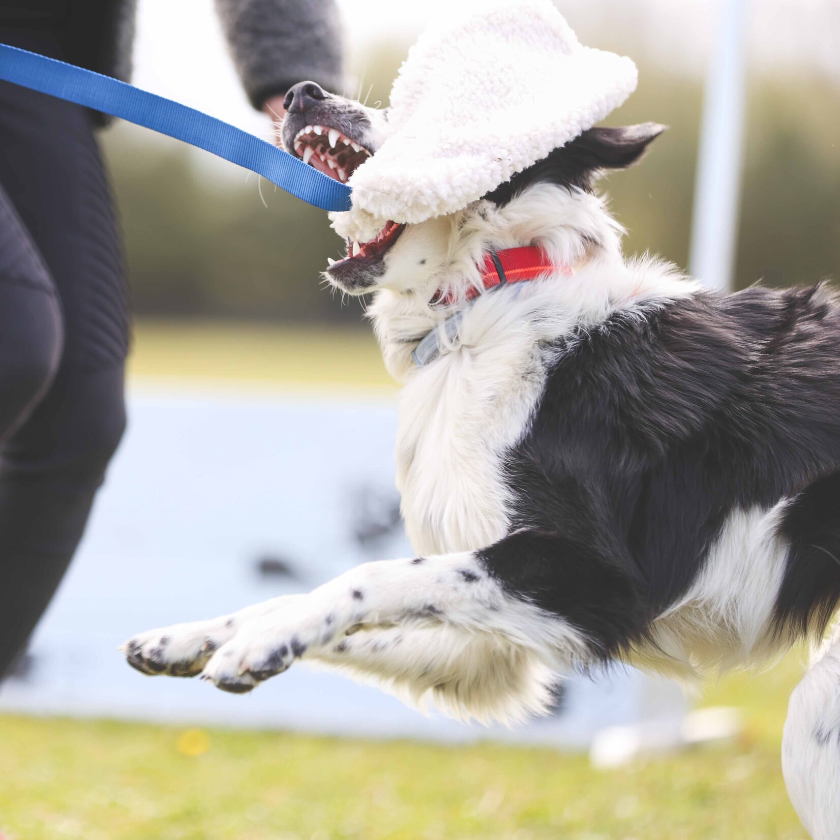 Coachi Play Chase & Crinkle with faux lambswool