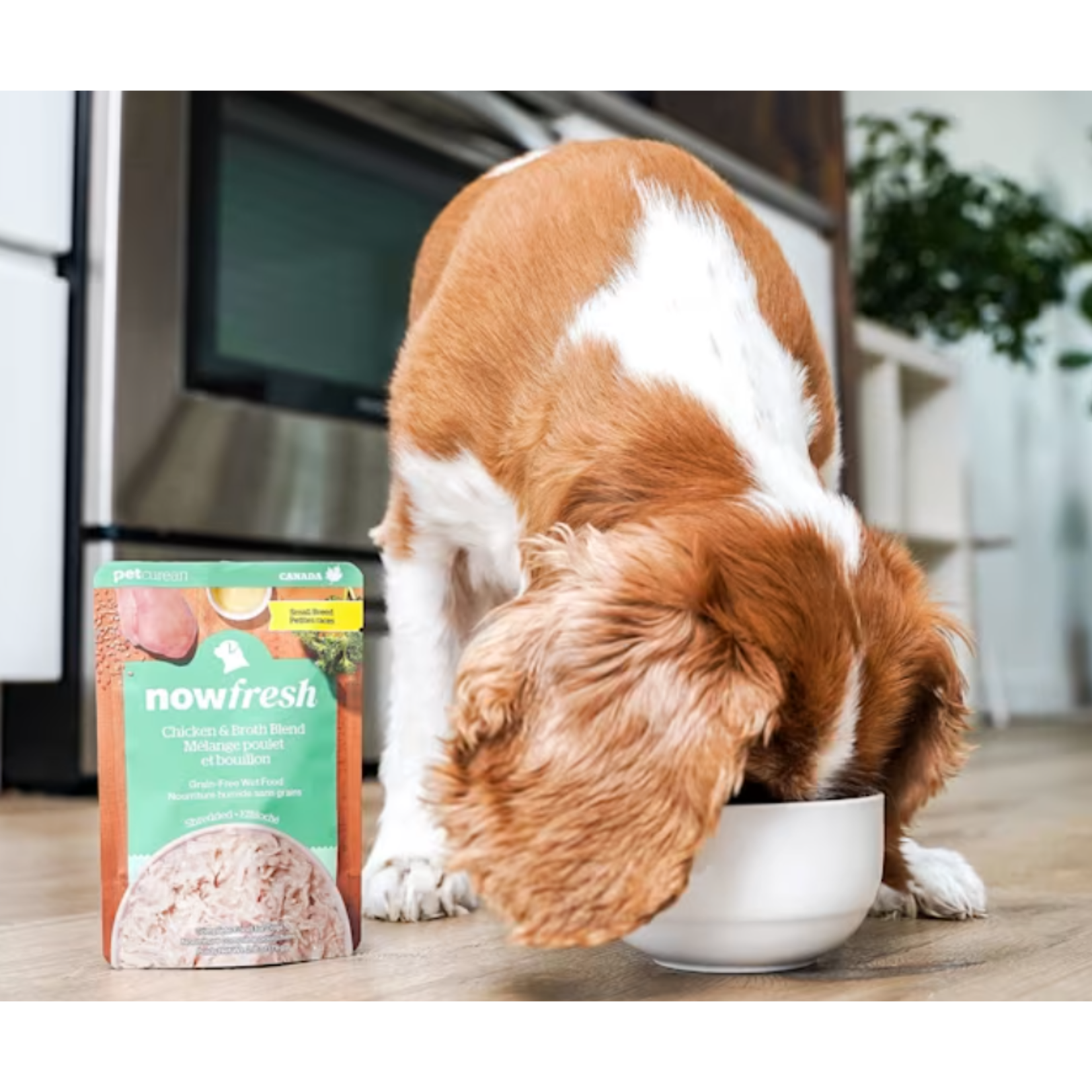 NOW Fresh Now Fresh Wet Dog Food Grain Free Small Breed Shredded Chicken & Broth 2.8OZ