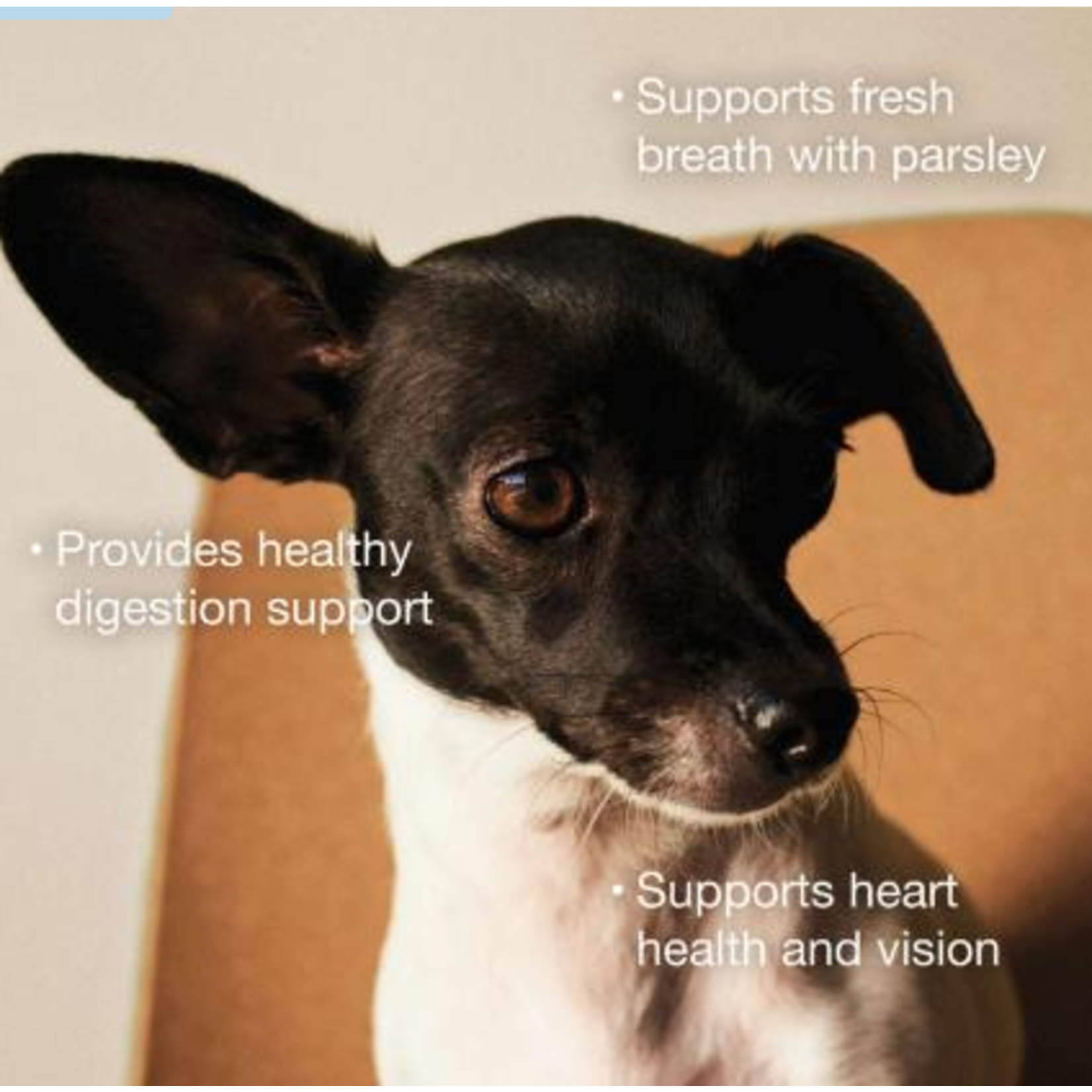 NOW Fresh Now Fresh Wet Dog Food Grain Free Small Breed Shredded Chicken & Broth 2.8OZ