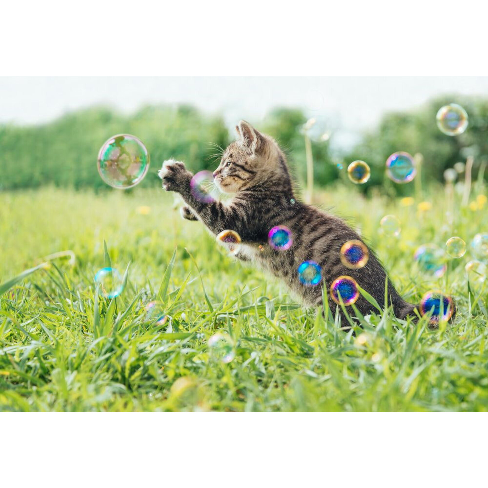 Catnip Garden Bubbles 5OZ