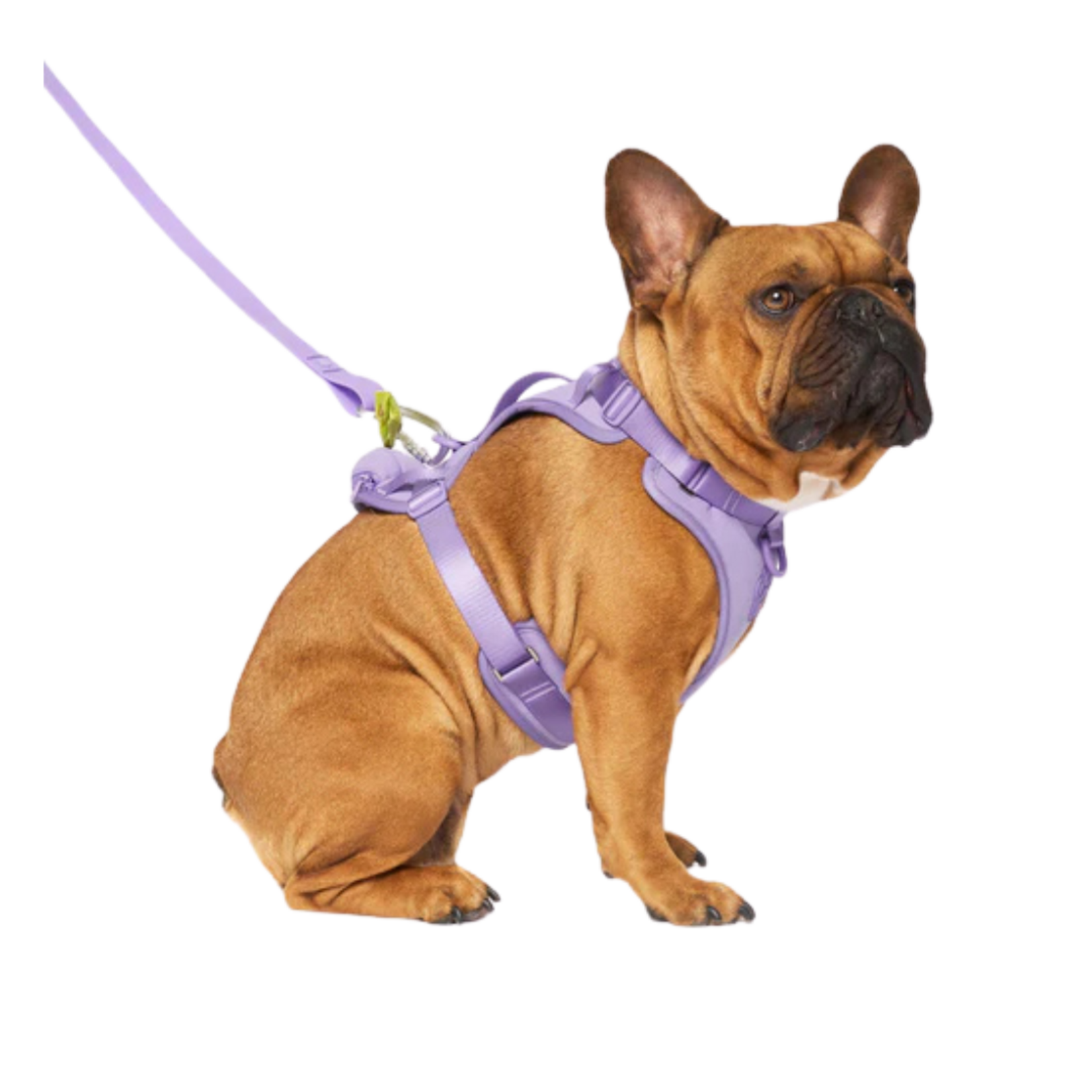 Canada Pooch Canada Pooch Neoprene Everything Harness With Poop Bag Dispenser