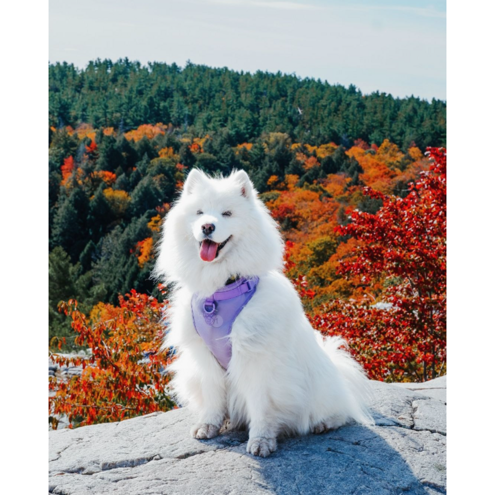 Canada Pooch Canada Pooch Neoprene Everything Harness With Poop Bag Dispenser