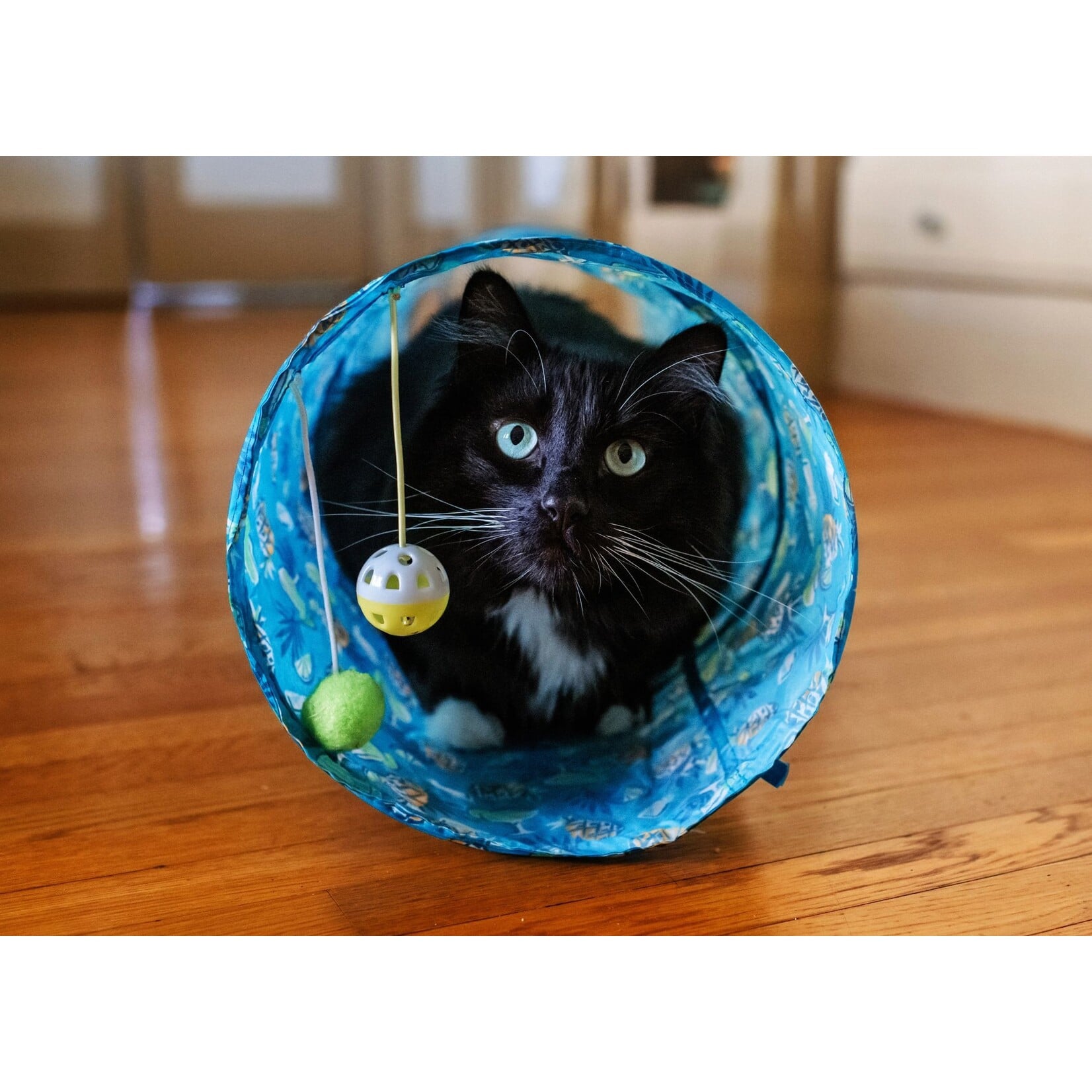 Margaritaville Cat Tunnel