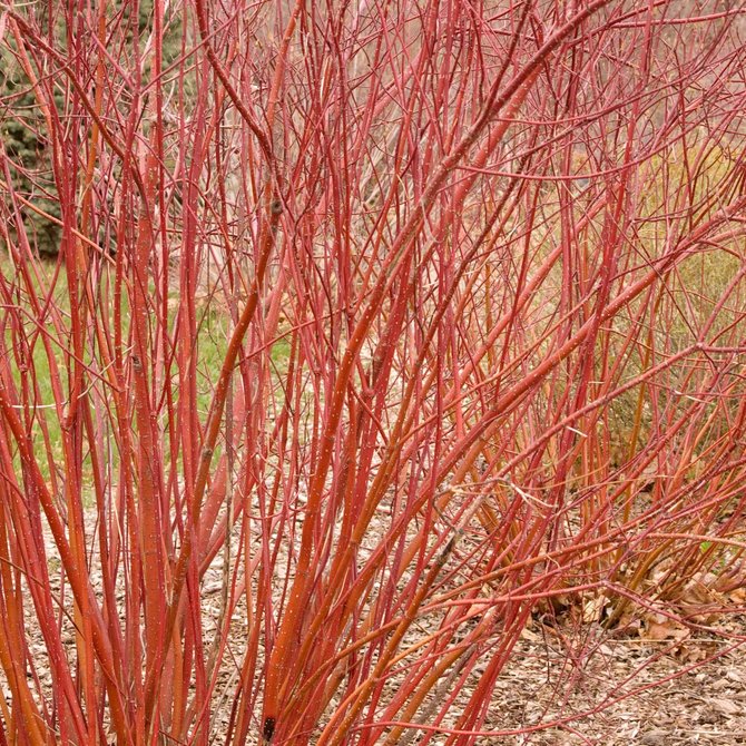 Cornus baileyi/Red Twig Dogwood #5
