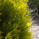 Thuja occidentalis 'Sunkist'/Sunkist Arborvitae #5