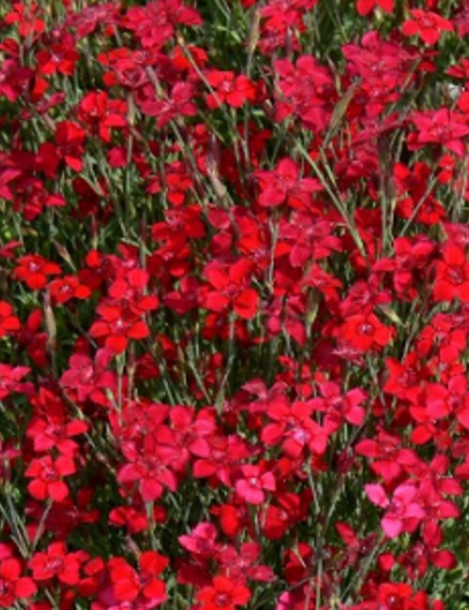 Dianthus Flashing Lights 2 Wild Poppies LLC