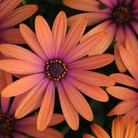 Osteospermum Serenity Bronze 4"