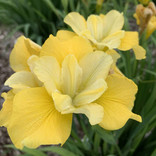 Iris 'Sunfisher'