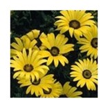 African Daisy Spring Flash Yellow