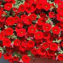 Calibrachoa Cabaret Bright Red