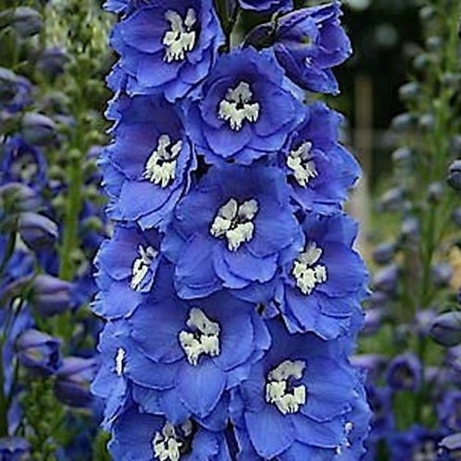 delphinium pacific giant