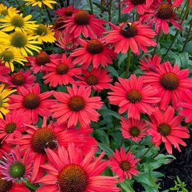 Echinacea Artisan Red Ombre