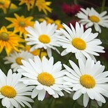 Leucanthemum Superbum Becky - Shasta Daisy