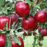 Malus domestica Red Delicious - Apple #5