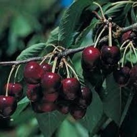 Prunus avium Bing - Cherry #5